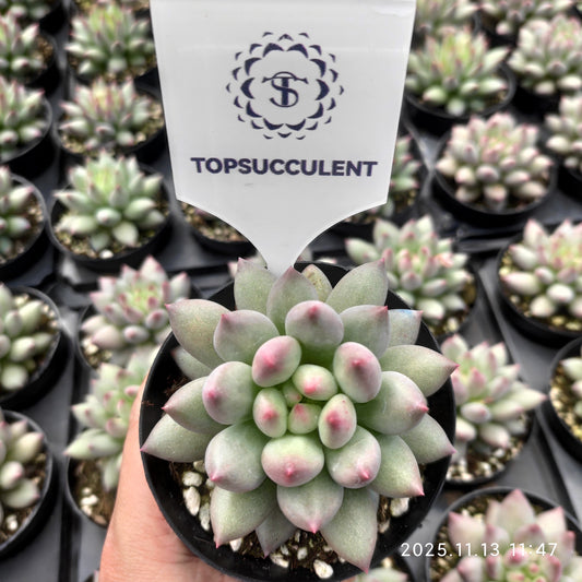 22441  イェオンジャー（9cm pot）