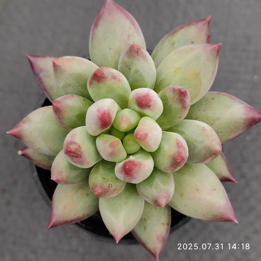 MMT863 イェオンジャー（5.5cm pot）