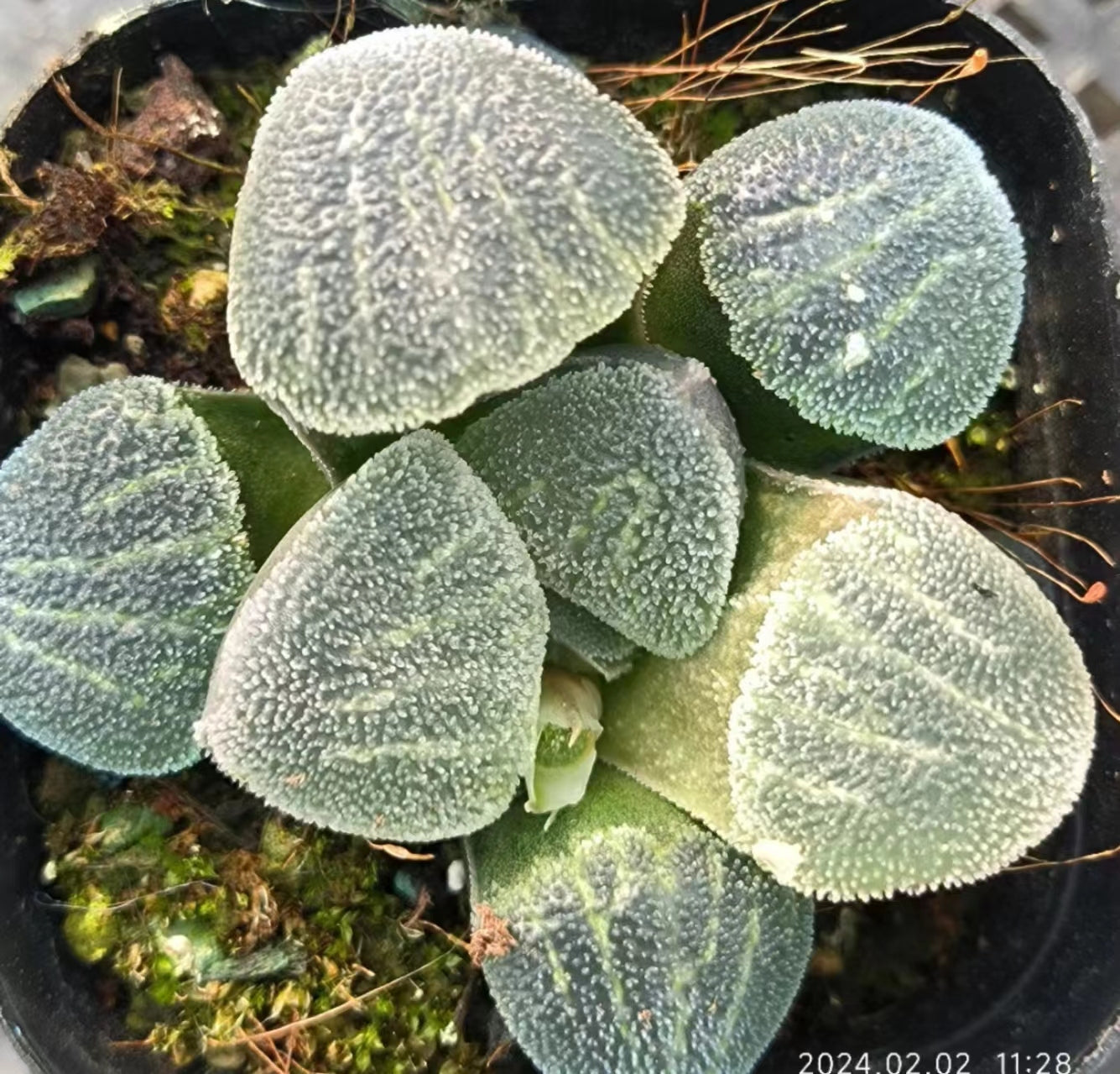 7398 泰然 タイゼン（6.5cm pot）