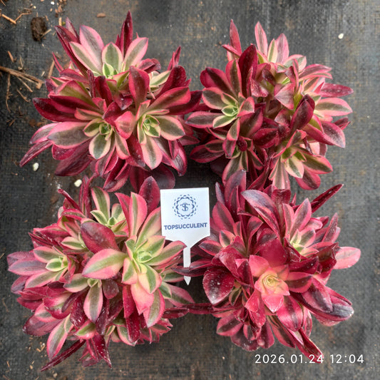 25483 メドゥーサー