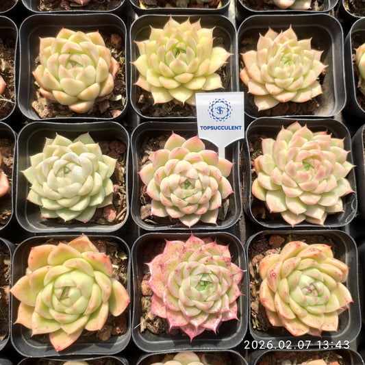 3793 マルガン Hyb