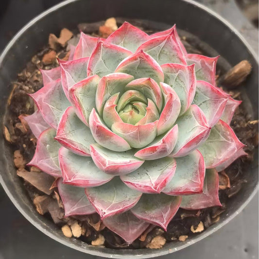 XY057 シーウィード（7cm pot）