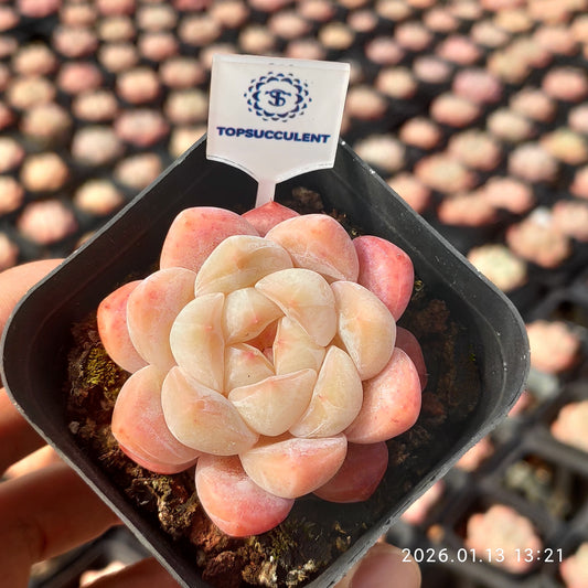 18355 ローンリー　ハート Hyb