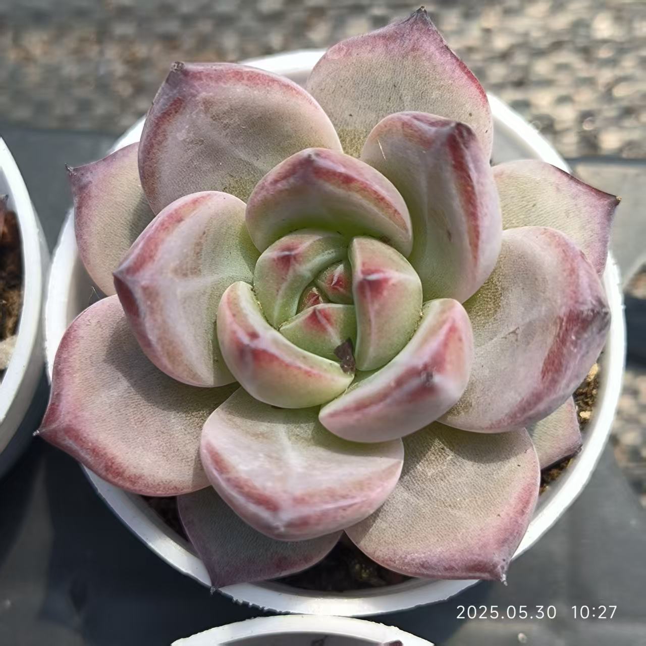 XL051 デアデビル(5cm pot)