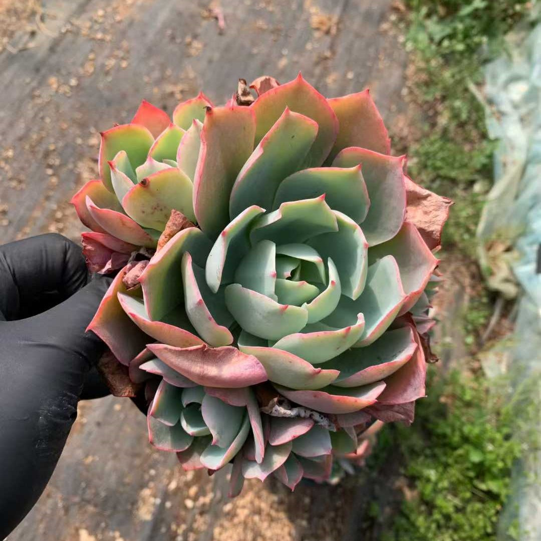 26207 ホワイトローズ