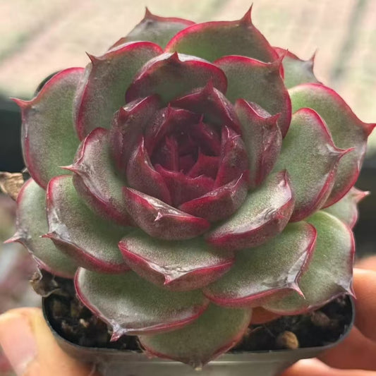 QNY157 パープル　ピューピルズ（7cm pot）