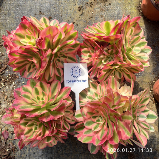 21965 アエオニウム　ウィッチ