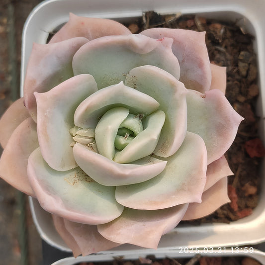 DWZ111 ラブリーローズ (5cm pot)