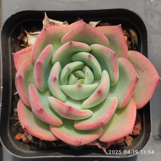 ZZA058 ベラ（7cm pot）