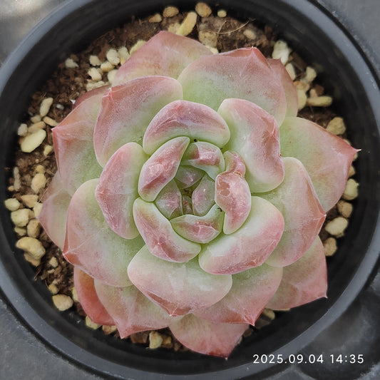 MMY1043 スノーハイビスカス（9cm pot）