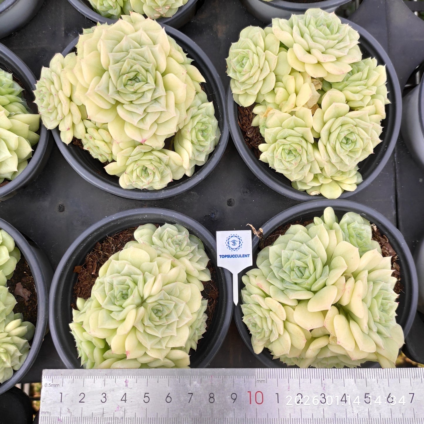 20050 ホワイトスワン（白鳥）