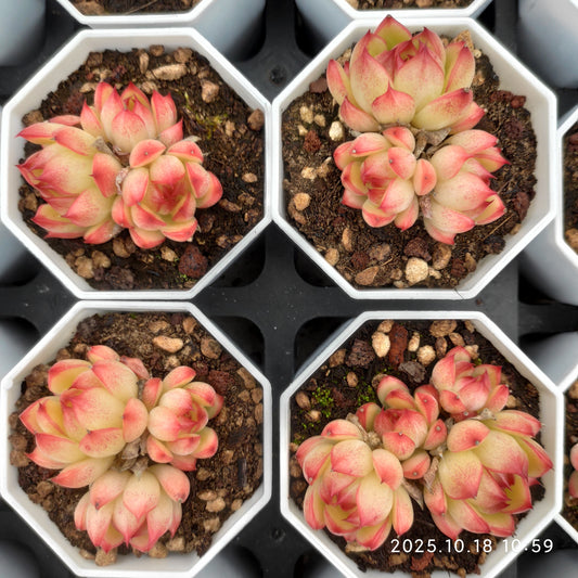 21562 ブラッド　エグ（7cm pot）