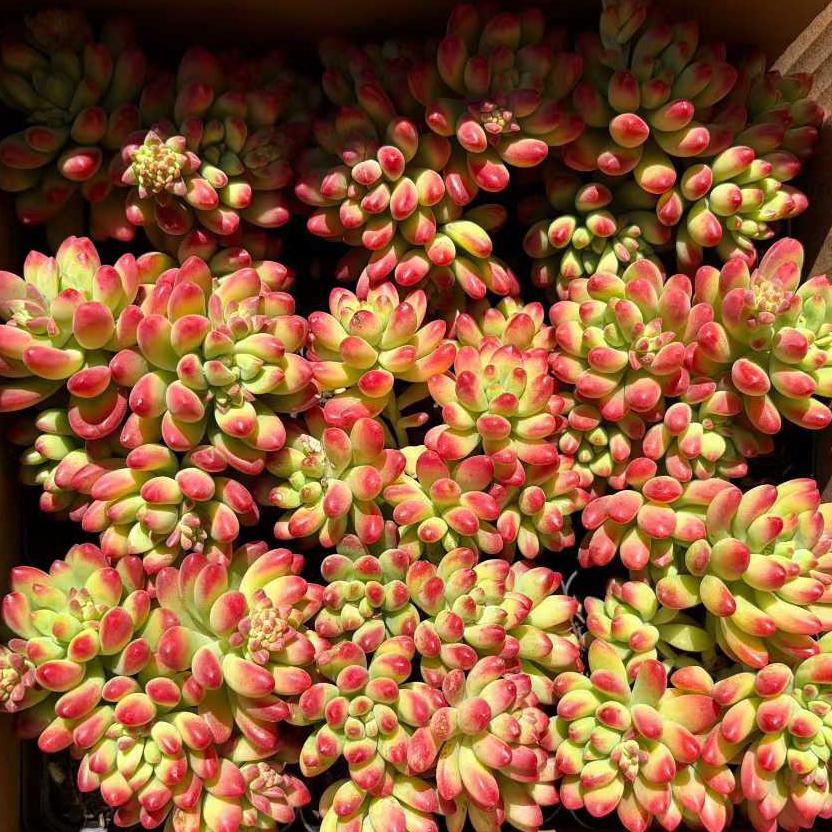 22936 アリス　エブンズ