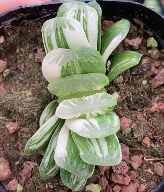 CS147 静鼓錦セイコニシキ (7cm pot)