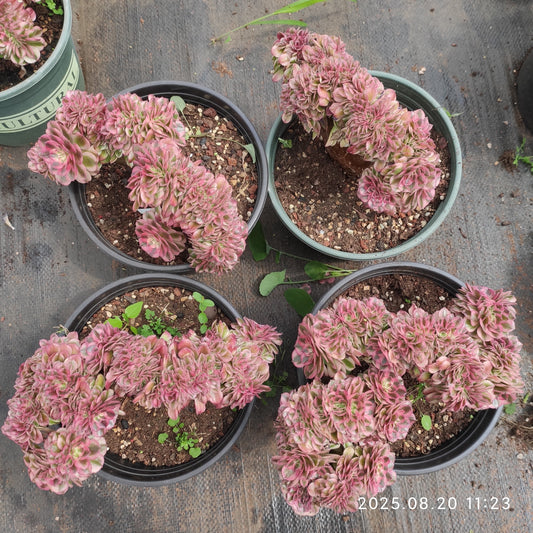YF467 アエオニウム　ゴージャス綴化（20cm pot）
