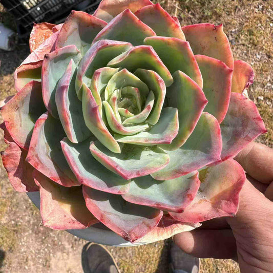 18996 ブルーライト