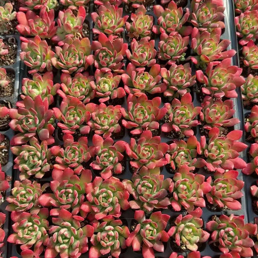 22827 ミニベル（3cm pot）