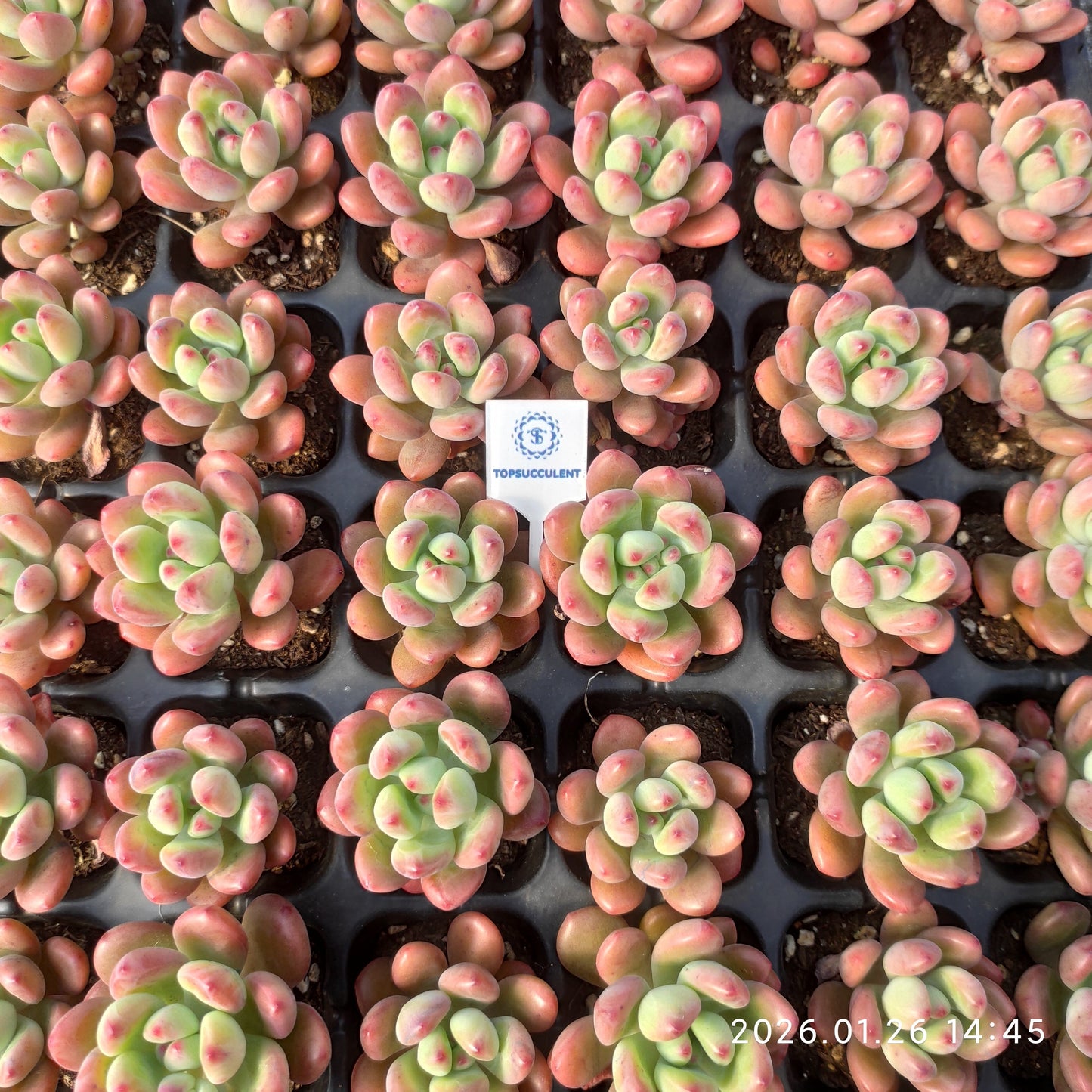 25540 ピンク スプラウト