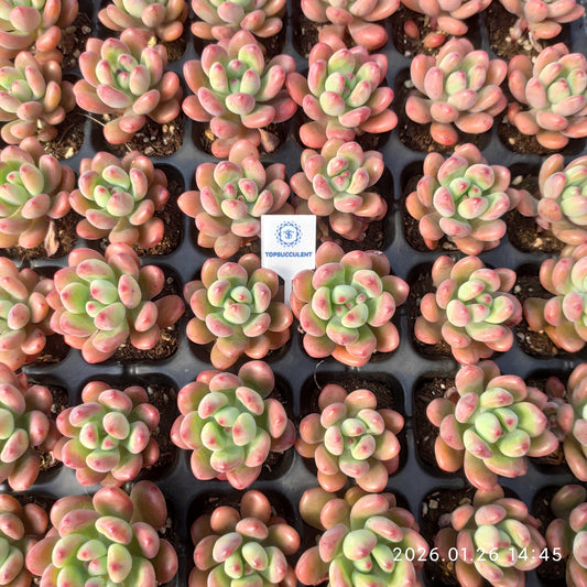 25540 ピンク スプラウト