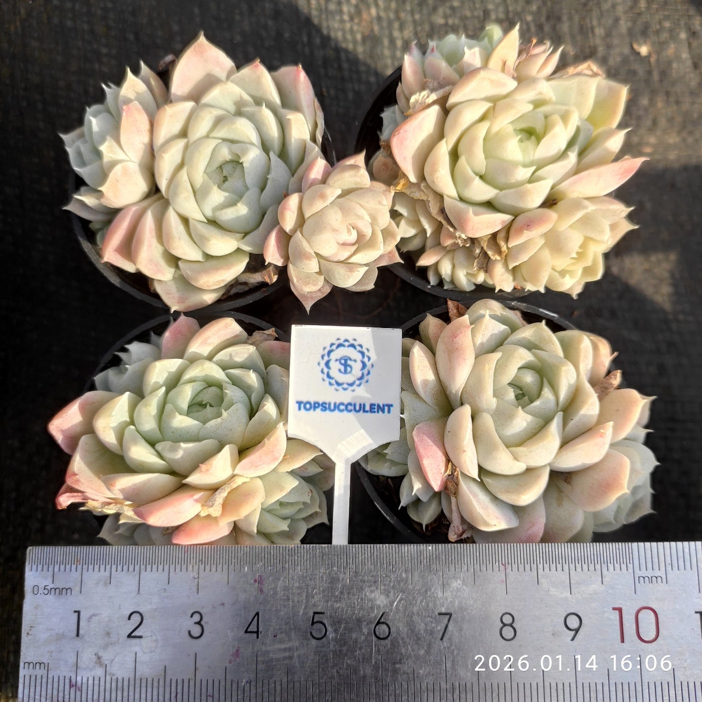 21107 ヒューミリス