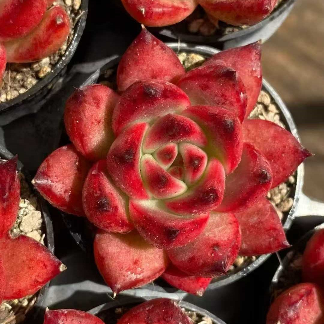 23618 フランク（5cm pot）