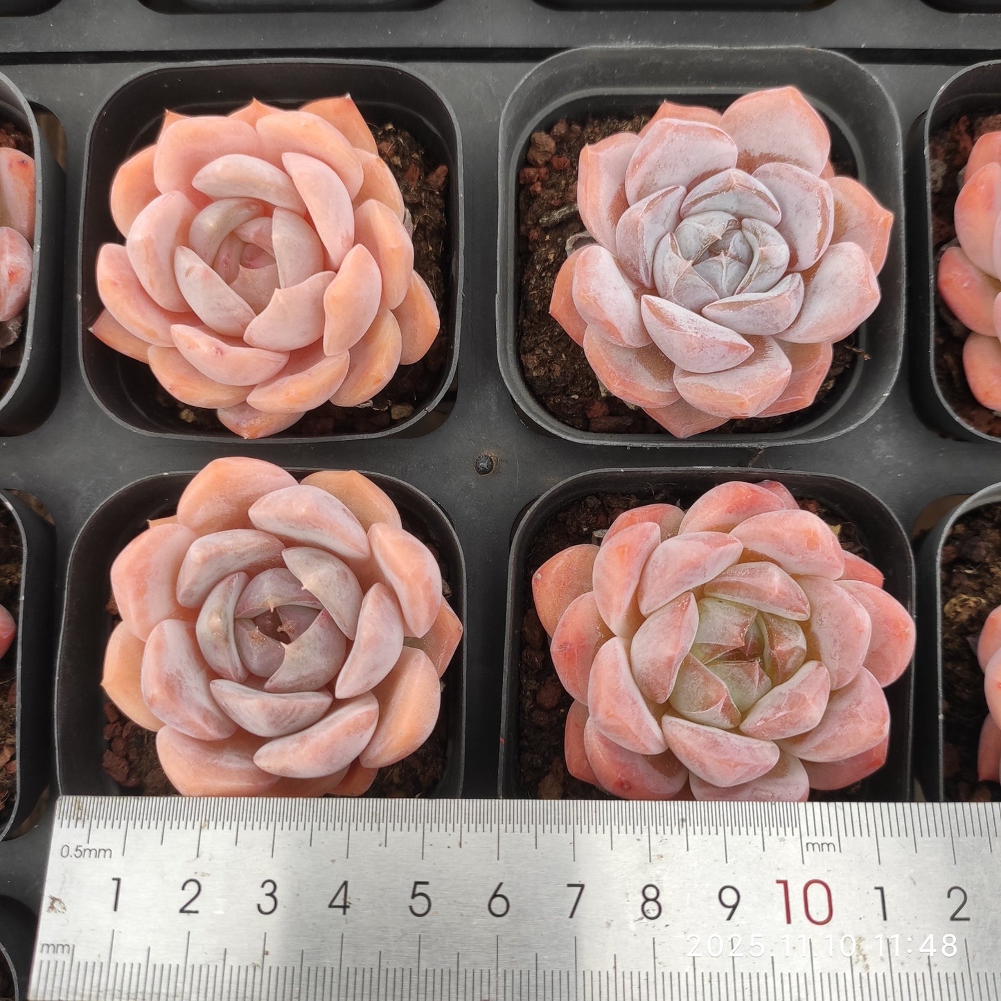 22577  オレンジモンロー Hyb（6.5cm pot）