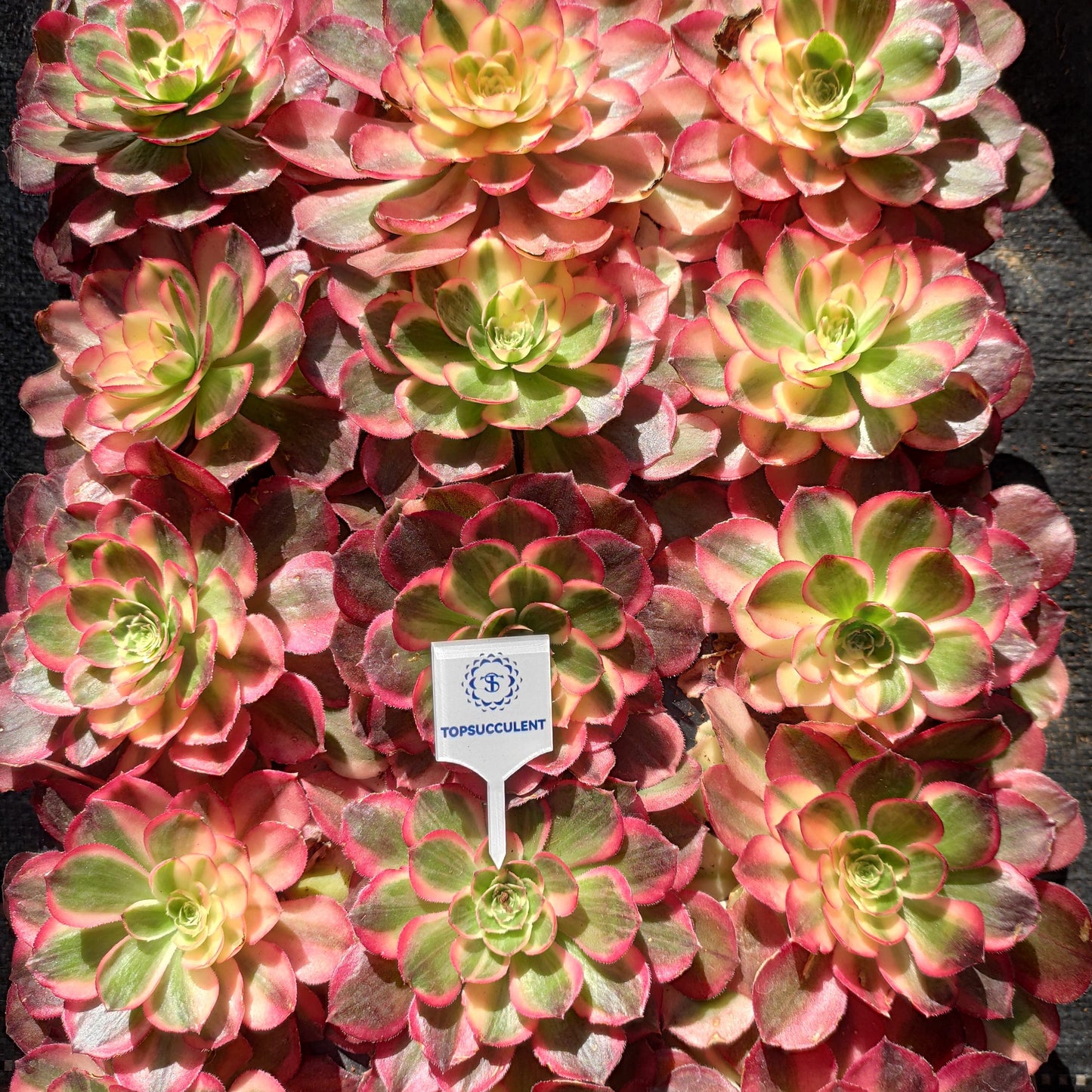 22313 ハーフ　シュガー