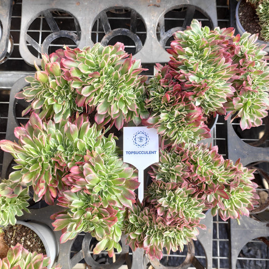 60029 アエオニウム　ホワイトフェニックス綴化