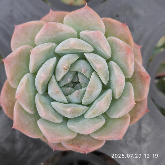 ZZA251 パープル　ドリームワールド(5.5cm pot)