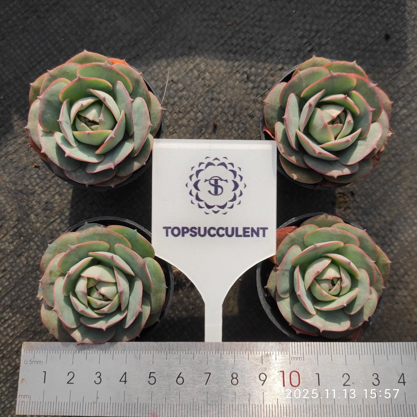 18043 クラウディア（5.5cm pot）