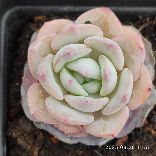 YBB084 モンブラン(6.5cm pot)