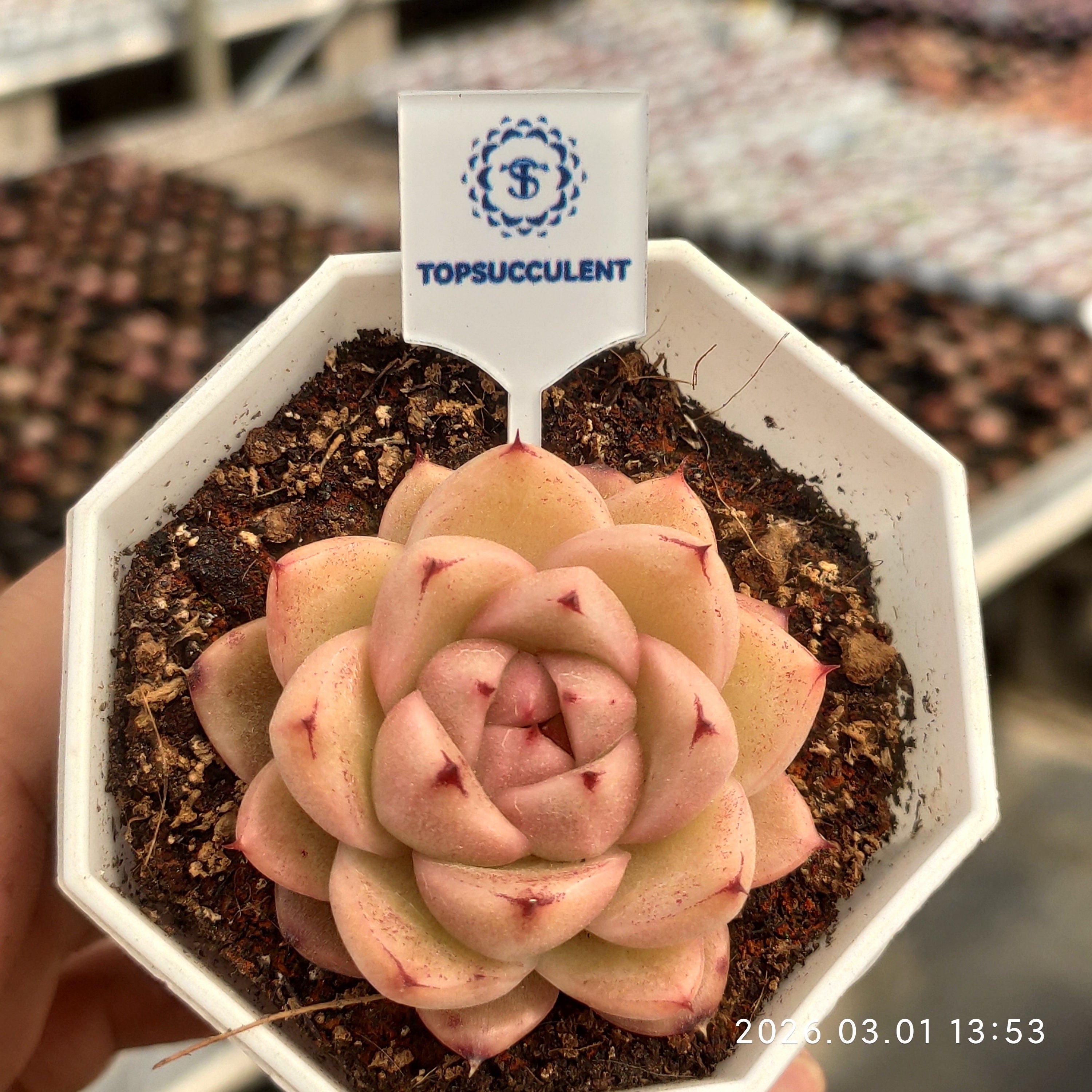 Top * TOPSUCCULENT【整った株】24個 2026-0224-D280 マーガレット錦