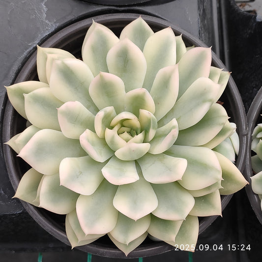 MMY1037 ムーン　フェアリー錦（12cm pot）