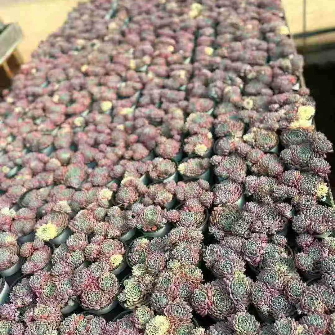 23417 セトーサ　デミヌタ錦