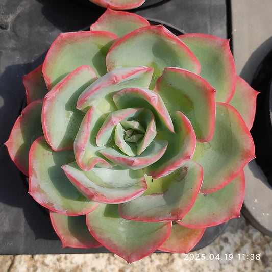 ZZA071 ネオンライト  (9cm pot)