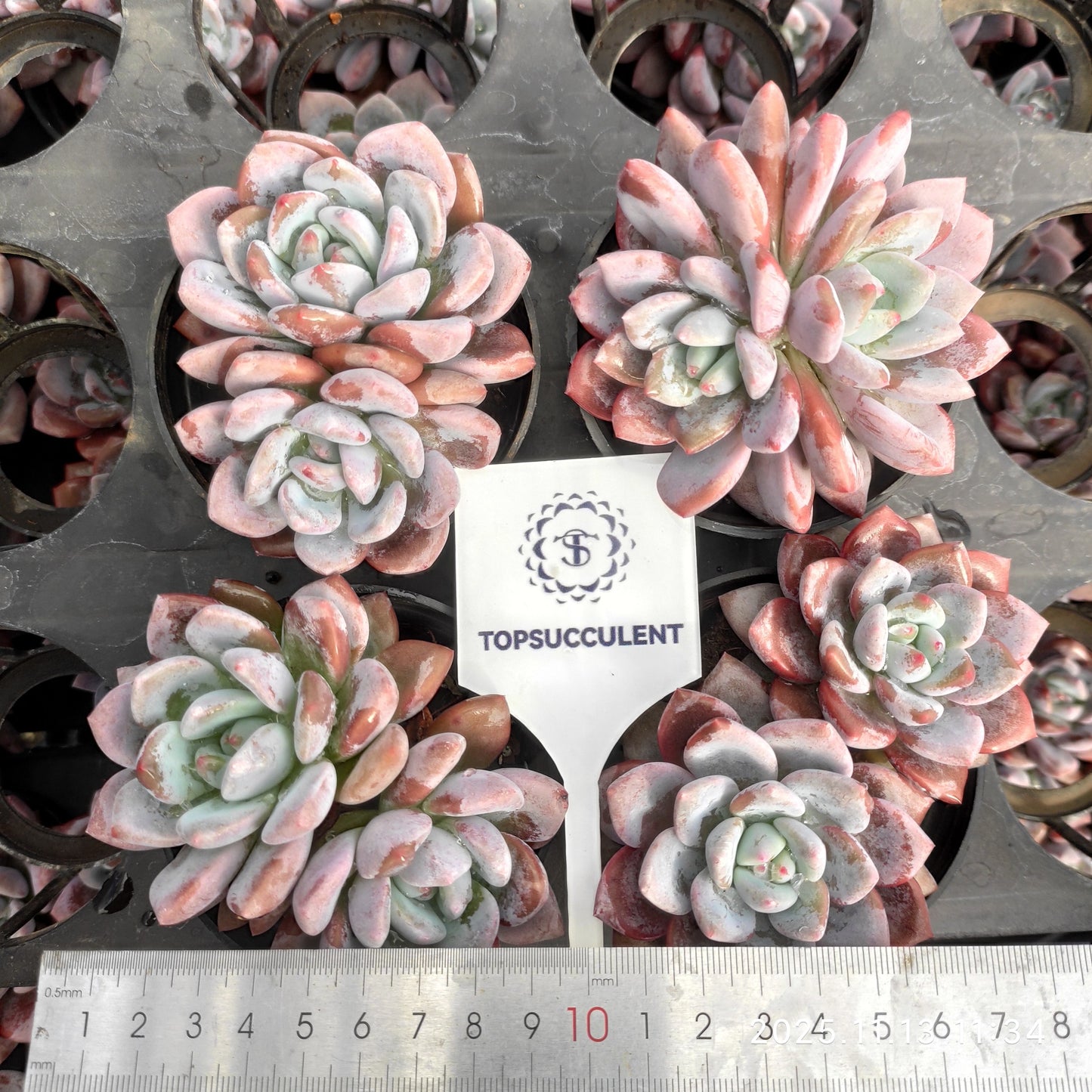 22437  OPアイスグリーン（9cm pot）