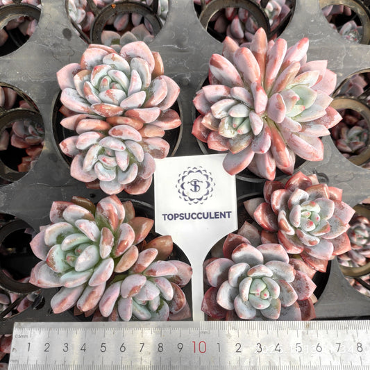 22437  OPアイスグリーン（9cm pot）