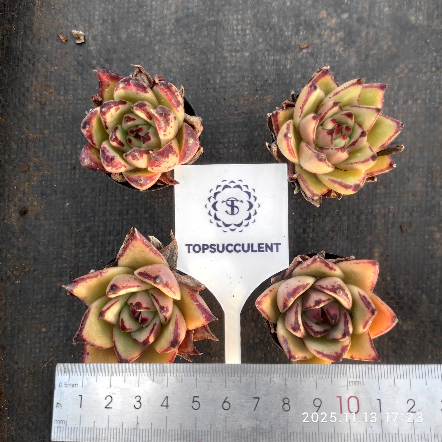 19242 エボニーHyb（5.5cm pot）