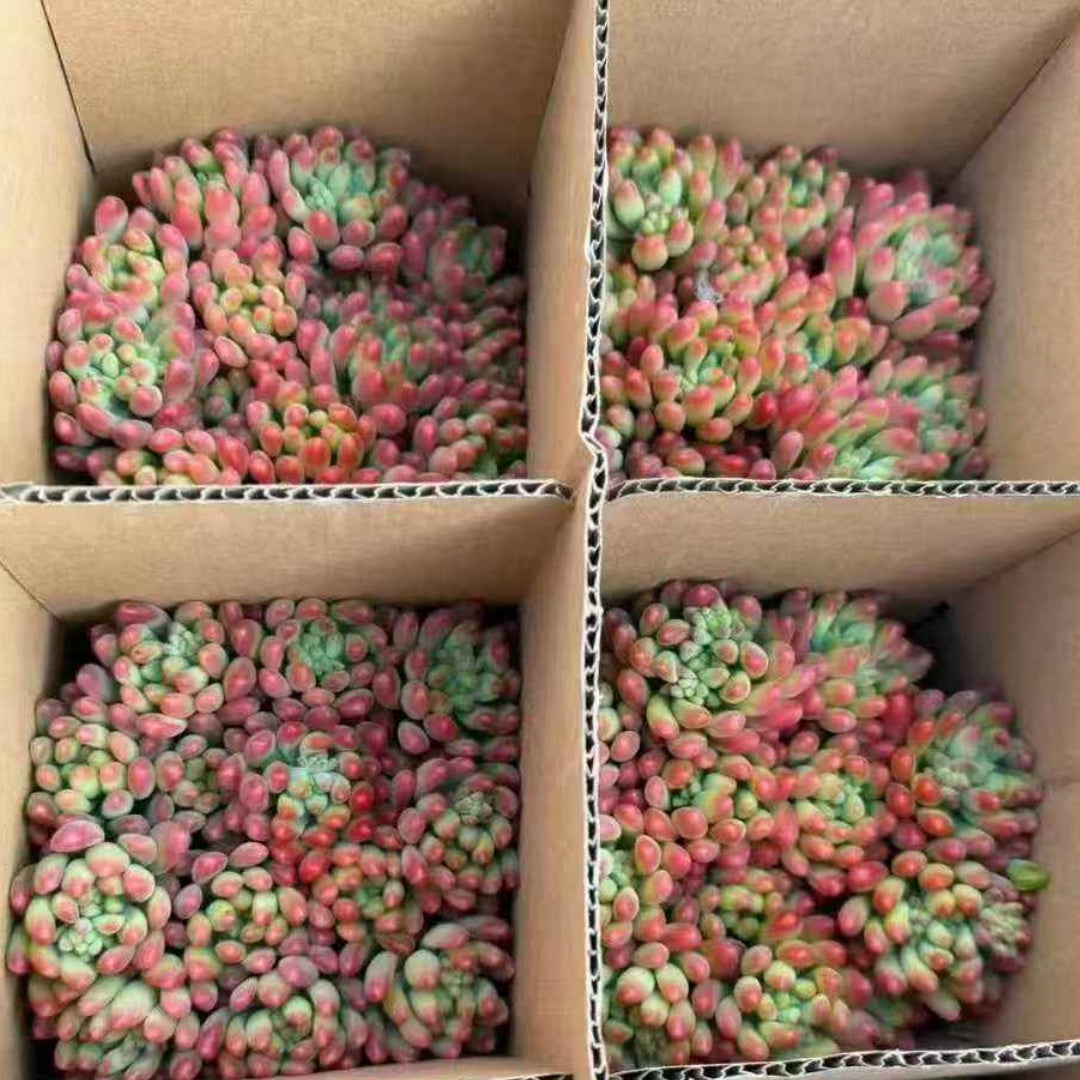 23407 レモン　フィンガー