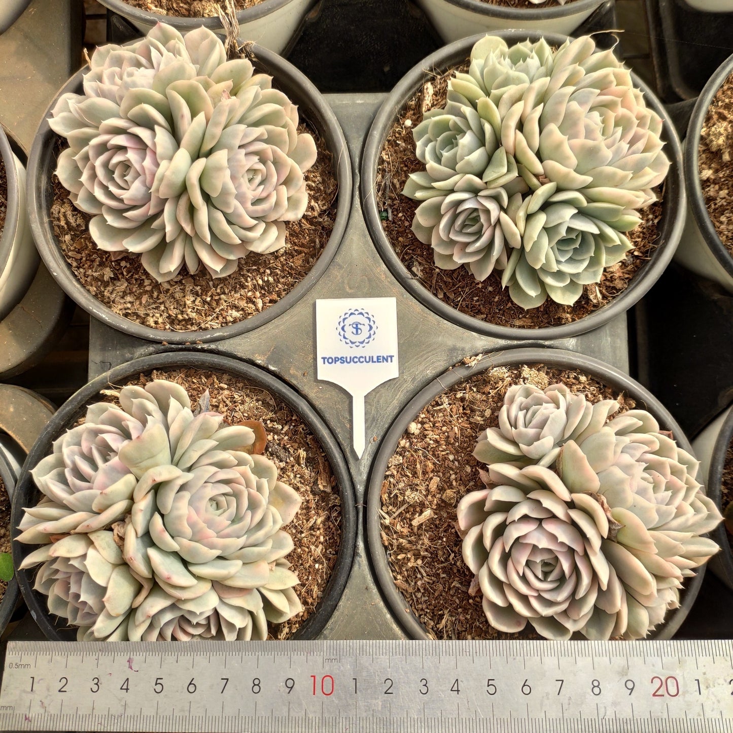 24804 スノーボール 錦