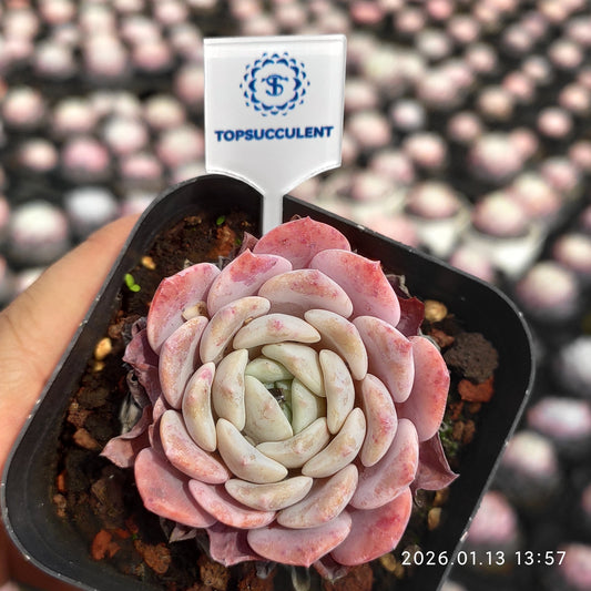 80550 ラフィート