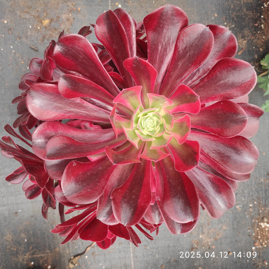 YF435 メドゥーサー（500cm pot）