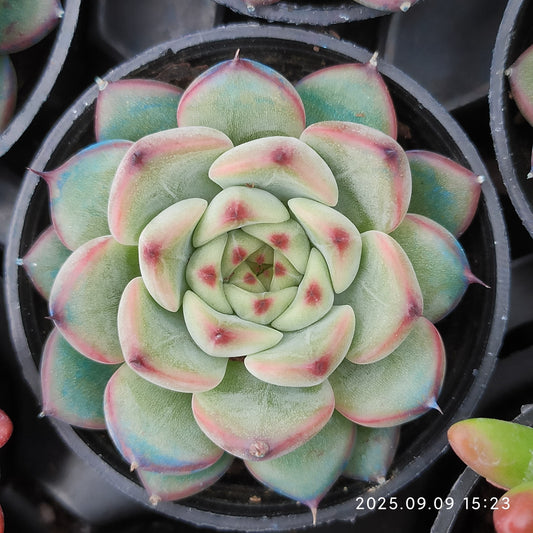 MMT885 スプリング（5.5cm pot）