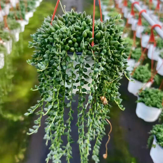 25341 ストリング　オブ　レーンドロプス