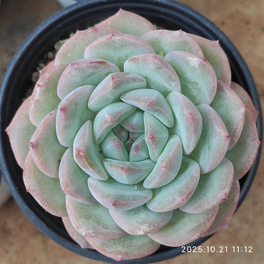 MMY1260 ストロベリーアーモンド（9cm pot）