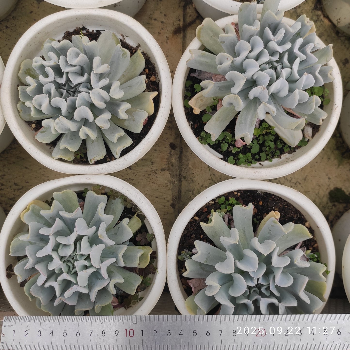 ZAJ075 ルンヨニー トップシータービー（18cm pot）