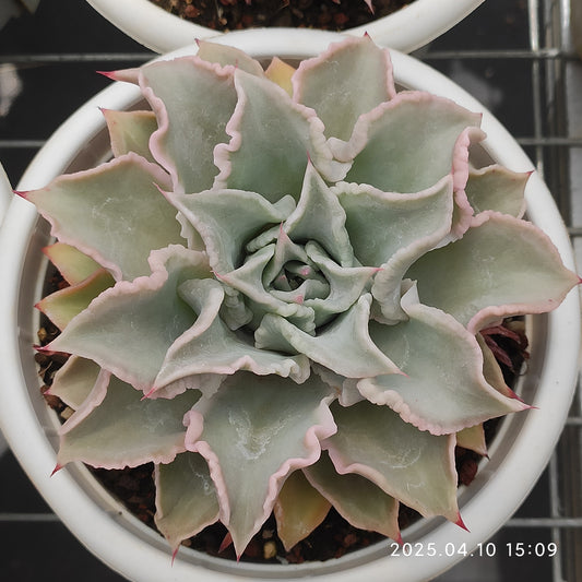 NGN375 マディバ（16cm pot）
