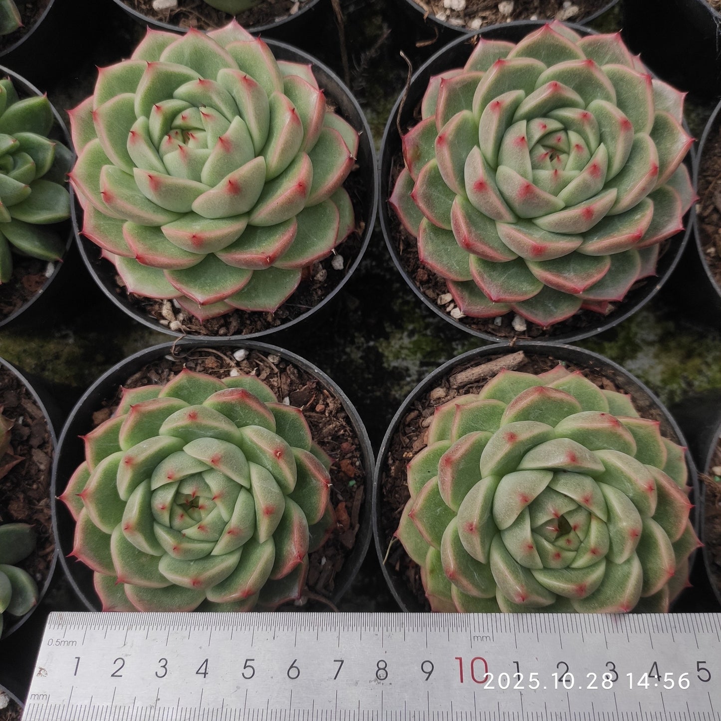 XY152 グレーズ・ジェニー  （7cm pot）