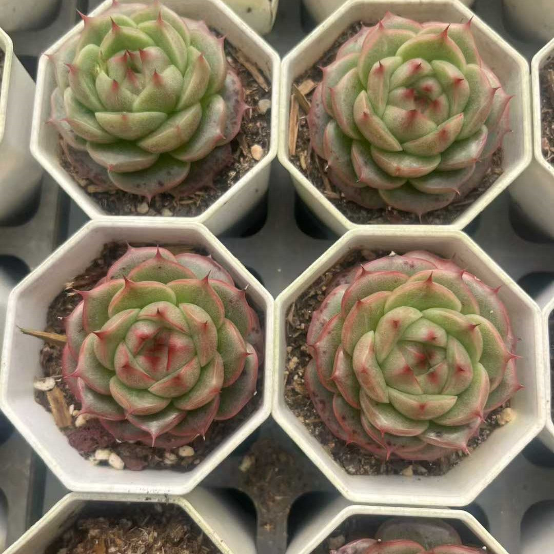 16088 ベラー　アイラッシュ