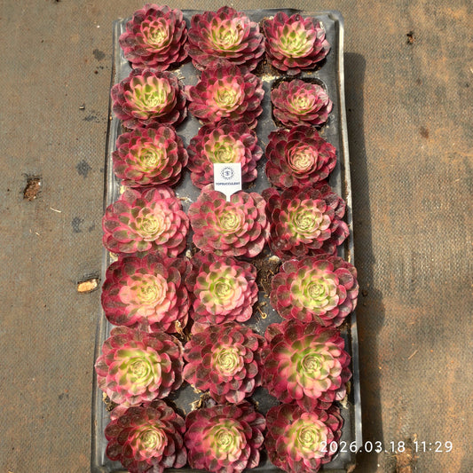 360481 アエオニウム ライチー